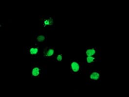 DPPA4 Antibody (aa9-254, clone OTI1C3, Carrier-free)