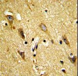 Polyclonal Rabbit anti-Human MOBP Antibody (aa1-30, IHC, WB)