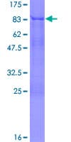 Human TRF1 / TERF1 Protein (Recombinant GST)