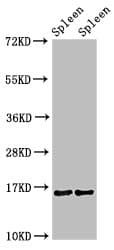 HIST1H3A Antibody