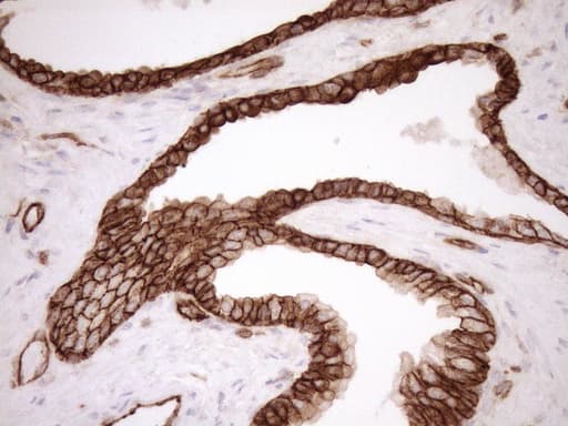 EPLIN Antibody (aa1-275, clone OTI7H5)