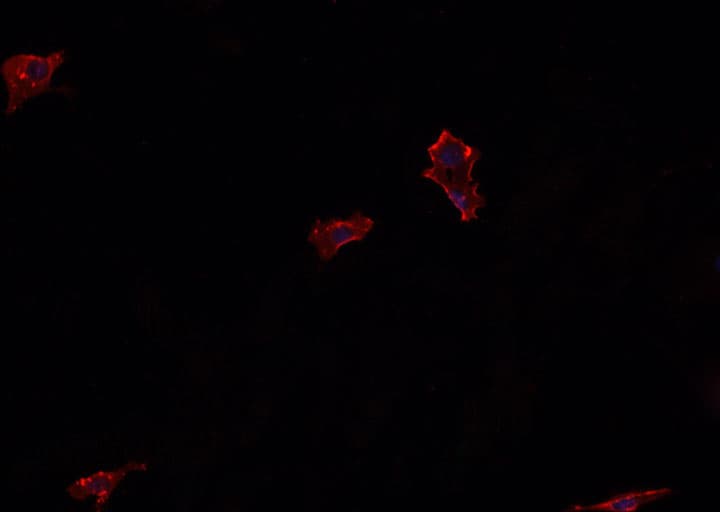 GCG / Glucagon Antibody