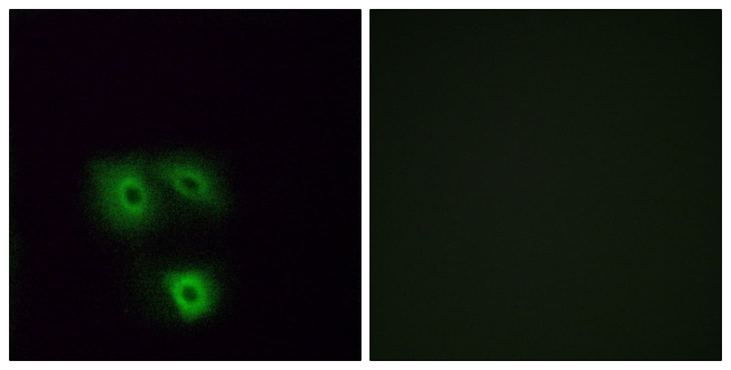 Polyclonal Rabbit anti-Human OR5H1 Antibody (aa262-311, IF, WB)