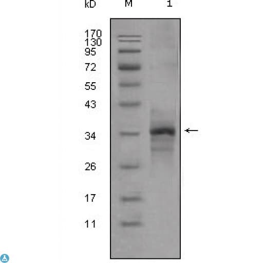 MSTN / GDF8 / Myostatin Antibody