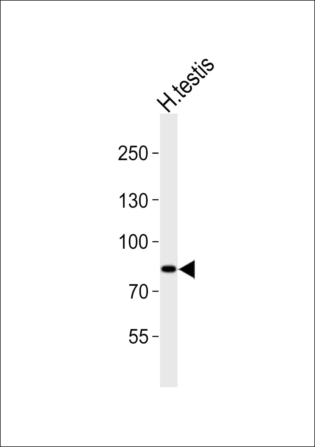 ANAPC2 / APC2 Antibody (aa712-746)