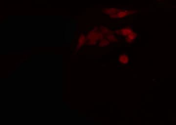 CLNS1A Antibody