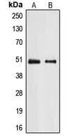 E2F2 Antibody (Internal)