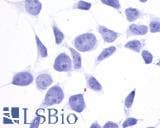 PathPlus™ GPR137B Antibody (Cytoplasmic Domain)