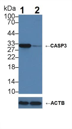 CASP3 / Caspase 3 Antibody (aa29-175)