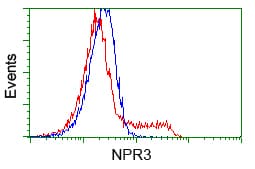 NPR3 Antibody (clone OTI11H5)