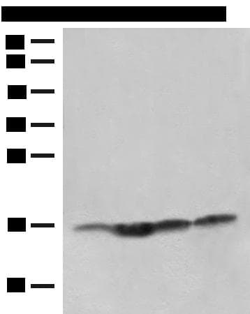 MAGOHB / Mago Antibody