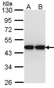 ACTL8 Antibody (aa156-366)