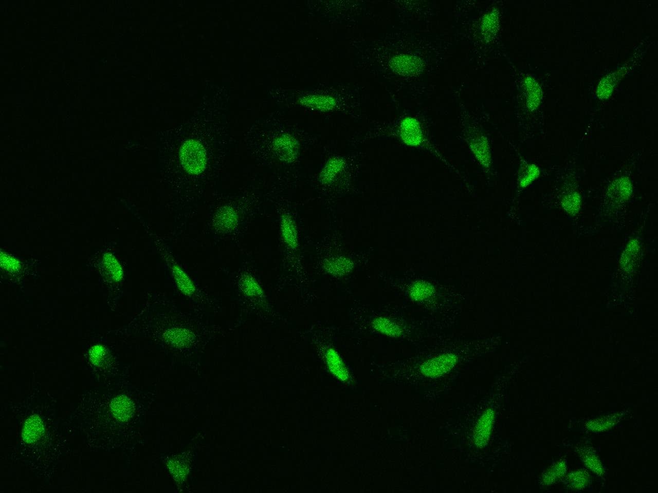 IFRD1 / TIS7 Antibody