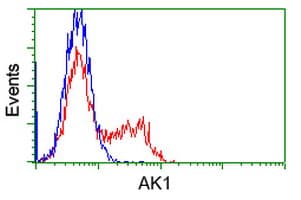 Monoclonal Mouse anti-Human AK1 / Adenylate Kinase 1 Antibody (clone OTI19G4, WB)