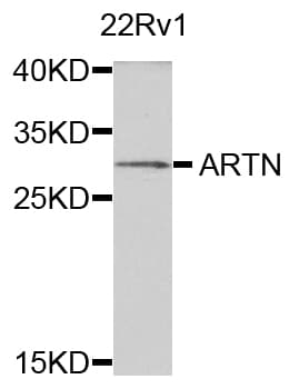 ARTN / Artemin Antibody