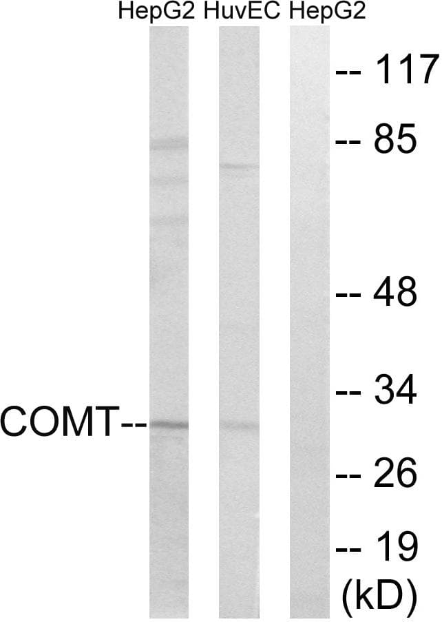 COMT Antibody