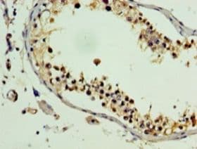 PLEKHB2 Antibody (aa1-222, HRP)