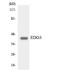SIPR3 / EDG3 / S1P3 Antibody (aa41-90)
