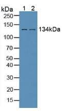 EGFR Antibody (aa713-984)