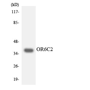 OR6C2 Antibody (aa221-270)