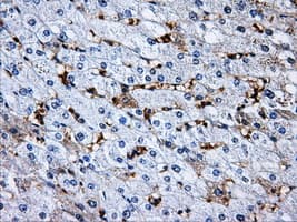 Monoclonal Mouse anti-Human RPA2 / RFA2 / RPA34 Antibody (clone OTI7F4, IHC, WB)