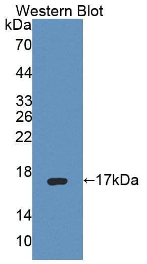 PTPMT1 Antibody