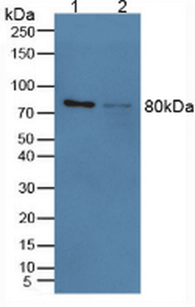 CANX / Calnexin Antibody (Biotin)