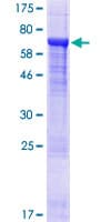 Human DPH7 / WDR85 Protein (Recombinant GST)