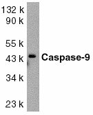 CASP9 / Caspase 9 Antibody (aa41-56)
