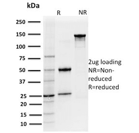 IL7R / CD127 Antibody (clone IL7R/2751, Azide-free, BSA-free)