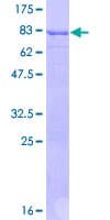 Human SEPT4 / Septin 4 Protein (Recombinant GST)