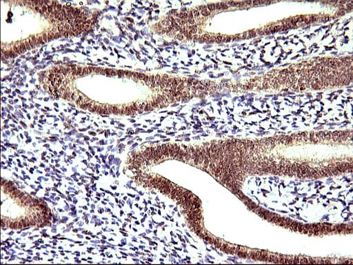 Apolipoprotein A-V Antibody (clone OTI1A1)