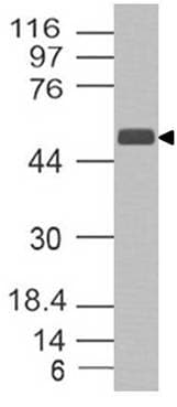 SCPEP1 / RISC Antibody