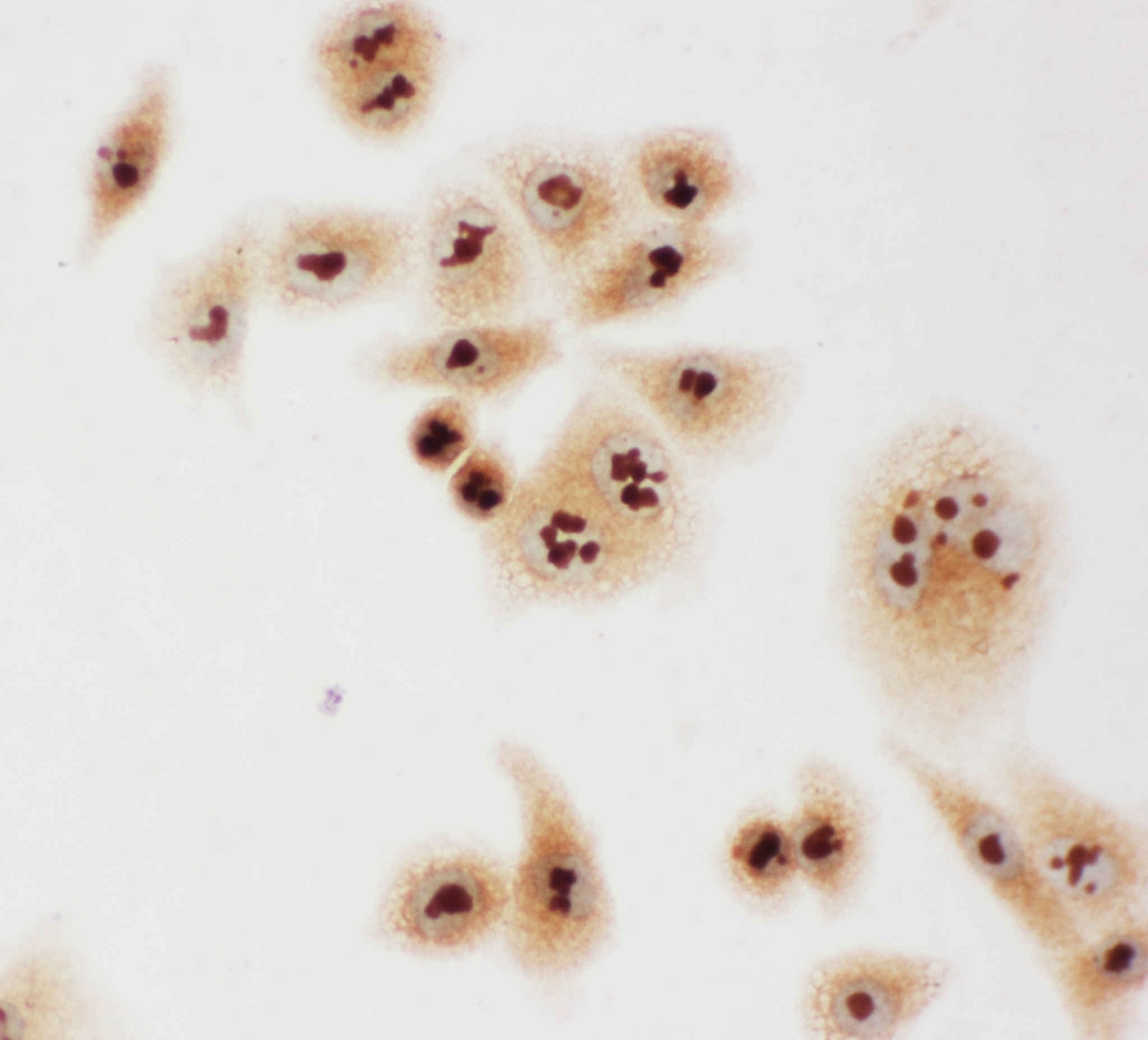 CASP3 / Caspase 3 Antibody (C-Terminus)