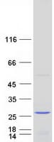 Human NTPCR / C1orf57 Protein (Recombinant Myc-DDK (Flag))