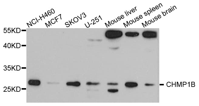 CHMP1B Antibody