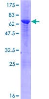 Human VPS26A / VPS26 Protein (Recombinant GST)