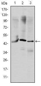 OTX2 Antibody (clone 1H12G8B2)