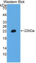 CD3E Antibody (aa28-185)