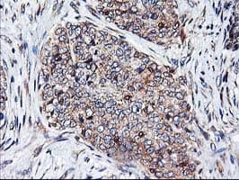 HMOX2 / Heme Oxygenase 2 Antibody (clone OTI1B4)