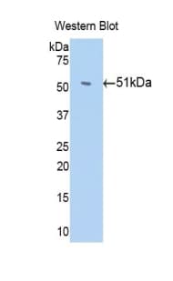 Antithrombin Antibody (aa33-464, PE)