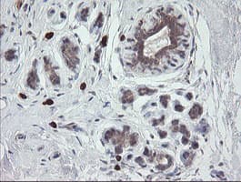 UBE2J1 Antibody (clone OTI1C7)