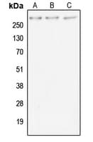 Polyclonal Rabbit anti-Human MUC4 Antibody (C-Terminus, WB)