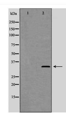 Polyclonal Rabbit anti-Human CCNC / Cyclin C Antibody (phospho-Ser275, WB)