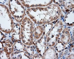 LIPG / Endothelial Lipase Antibody (clone OTI9F2, Carrier-free)