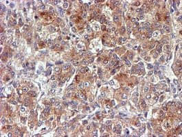 NDUFAF7 Antibody (clone OTI4A5, Carrier-free)