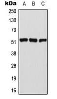 ATF2 Antibody (phospho-Thr69)
