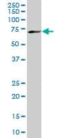 MBD1 Antibody (clone 2C7)