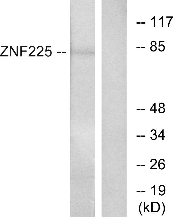 ZNF225 Antibody