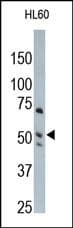 CPA3 Antibody